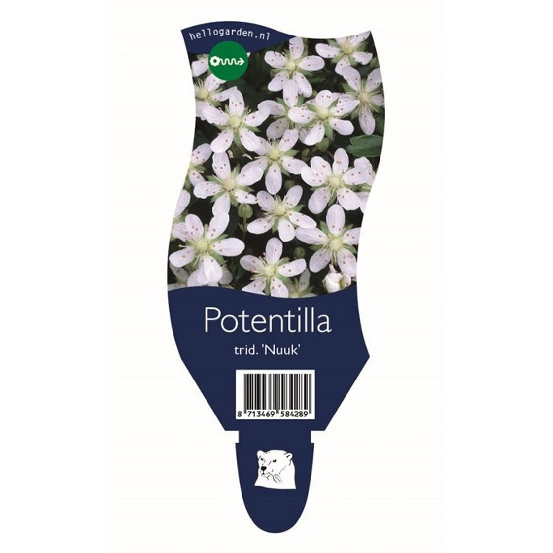 Tretandsfingerört – Potentilla tridentata 'Nuuk' - P11